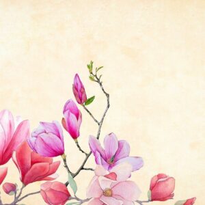 flower, magnolia, watercolor-3350053.jpg