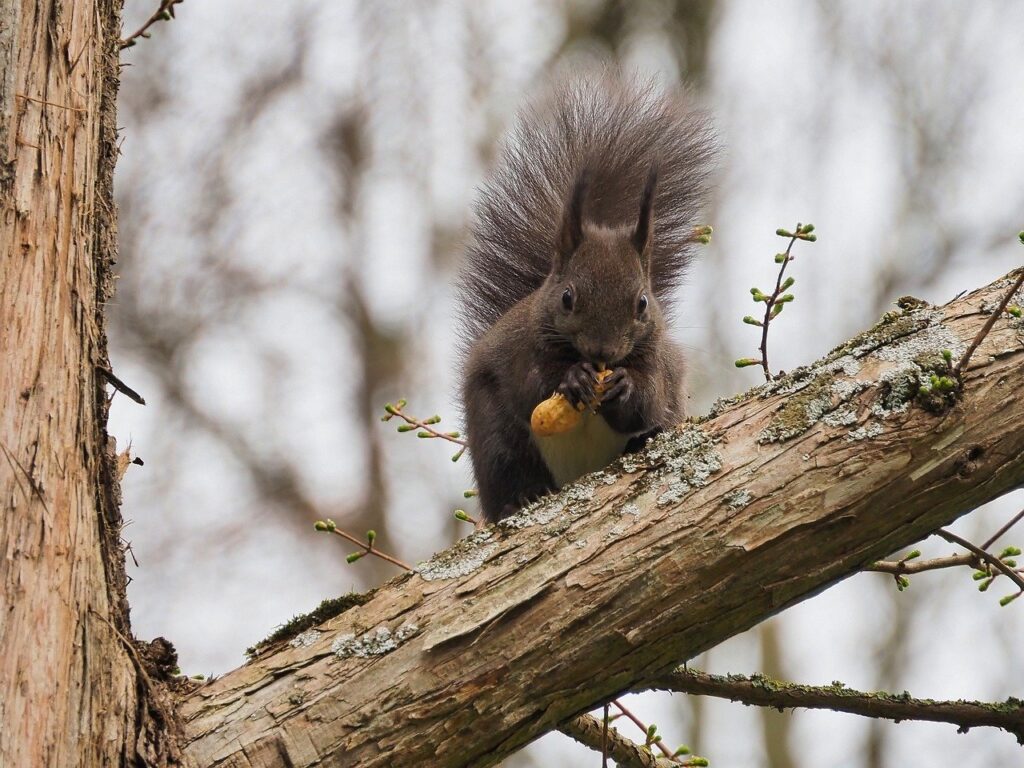 squirrel, rodent, animal-8663136.jpg