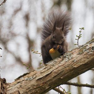 squirrel, rodent, animal-8663136.jpg